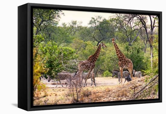 Awesome South Africa Collection - Giraffes and Burchell's Zebra-Philippe Hugonnard-Framed Stretched Canvas