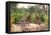 Awesome South Africa Collection - Giraffes and Burchell's Zebra-Philippe Hugonnard-Framed Stretched Canvas