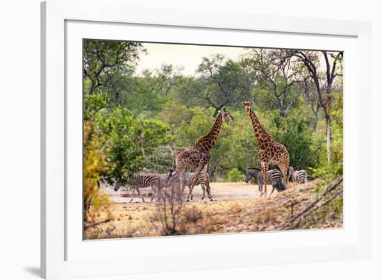 Awesome South Africa Collection - Giraffes and Burchell's Zebra-Philippe Hugonnard-Framed Photographic Print