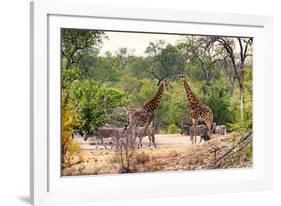 Awesome South Africa Collection - Giraffes and Burchell's Zebra-Philippe Hugonnard-Framed Photographic Print