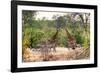 Awesome South Africa Collection - Giraffes and Burchell's Zebra-Philippe Hugonnard-Framed Photographic Print