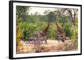 Awesome South Africa Collection - Giraffes and Burchell's Zebra-Philippe Hugonnard-Framed Photographic Print