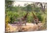 Awesome South Africa Collection - Giraffes and Burchell's Zebra-Philippe Hugonnard-Mounted Photographic Print