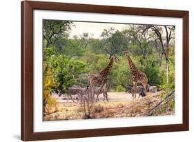 Awesome South Africa Collection - Giraffes and Burchell's Zebra-Philippe Hugonnard-Framed Photographic Print