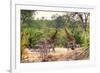 Awesome South Africa Collection - Giraffes and Burchell's Zebra-Philippe Hugonnard-Framed Photographic Print