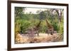 Awesome South Africa Collection - Giraffes and Burchell's Zebra-Philippe Hugonnard-Framed Photographic Print