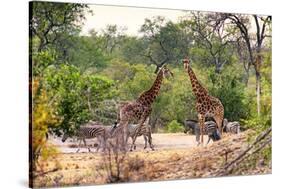 Awesome South Africa Collection - Giraffes and Burchell's Zebra-Philippe Hugonnard-Stretched Canvas