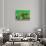 Awesome South Africa Collection - Green House - Cape Town-Philippe Hugonnard-Stretched Canvas displayed on a wall