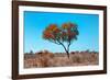 Awesome South Africa Collection - Green Tree Heart-Philippe Hugonnard-Framed Photographic Print
