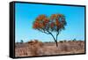 Awesome South Africa Collection - Green Tree Heart-Philippe Hugonnard-Framed Stretched Canvas