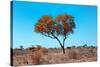 Awesome South Africa Collection - Green Tree Heart-Philippe Hugonnard-Stretched Canvas