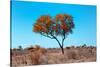 Awesome South Africa Collection - Green Tree Heart-Philippe Hugonnard-Stretched Canvas