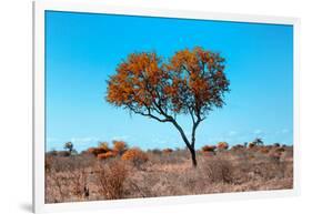 Awesome South Africa Collection - Green Tree Heart-Philippe Hugonnard-Framed Photographic Print