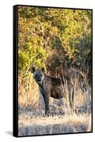 Awesome South Africa Collection - Hyena at Sunset II-Philippe Hugonnard-Framed Stretched Canvas