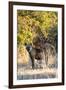 Awesome South Africa Collection - Hyena at Sunset II-Philippe Hugonnard-Framed Photographic Print