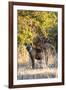 Awesome South Africa Collection - Hyena at Sunset II-Philippe Hugonnard-Framed Photographic Print