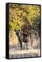 Awesome South Africa Collection - Hyena at Sunset II-Philippe Hugonnard-Framed Stretched Canvas