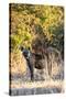 Awesome South Africa Collection - Hyena at Sunset II-Philippe Hugonnard-Stretched Canvas