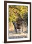 Awesome South Africa Collection - Hyena at Sunset II-Philippe Hugonnard-Framed Photographic Print