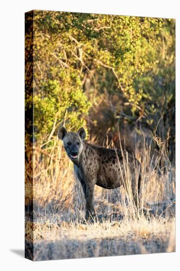 Awesome South Africa Collection - Hyena at Sunset II-Philippe Hugonnard-Stretched Canvas