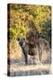 Awesome South Africa Collection - Hyena at Sunset II-Philippe Hugonnard-Stretched Canvas