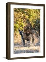 Awesome South Africa Collection - Hyena at Sunset II-Philippe Hugonnard-Framed Photographic Print