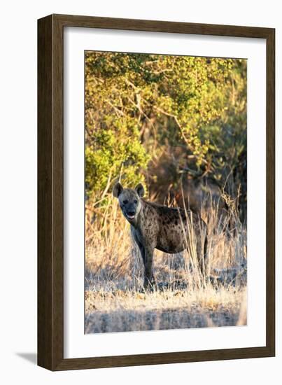 Awesome South Africa Collection - Hyena at Sunset II-Philippe Hugonnard-Framed Photographic Print