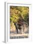 Awesome South Africa Collection - Hyena at Sunset II-Philippe Hugonnard-Framed Photographic Print