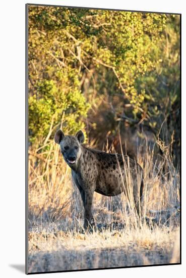 Awesome South Africa Collection - Hyena at Sunset II-Philippe Hugonnard-Mounted Photographic Print