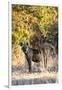 Awesome South Africa Collection - Hyena at Sunset II-Philippe Hugonnard-Framed Photographic Print