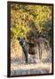 Awesome South Africa Collection - Hyena at Sunset II-Philippe Hugonnard-Framed Photographic Print