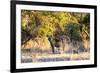 Awesome South Africa Collection - Hyena at Sunset-Philippe Hugonnard-Framed Photographic Print