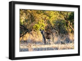 Awesome South Africa Collection - Hyena at Sunset-Philippe Hugonnard-Framed Photographic Print