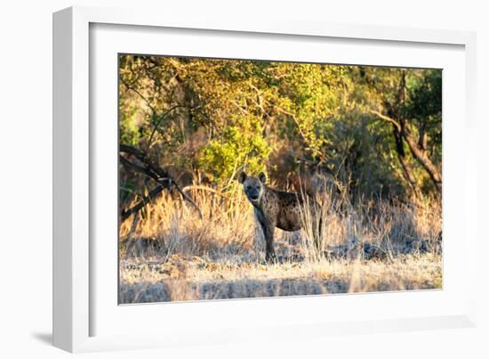 Awesome South Africa Collection - Hyena at Sunset-Philippe Hugonnard-Framed Photographic Print