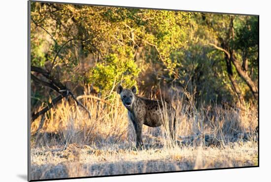 Awesome South Africa Collection - Hyena at Sunset-Philippe Hugonnard-Mounted Photographic Print