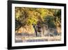 Awesome South Africa Collection - Hyena at Sunset-Philippe Hugonnard-Framed Photographic Print