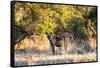 Awesome South Africa Collection - Hyena at Sunset-Philippe Hugonnard-Framed Stretched Canvas