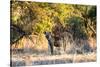 Awesome South Africa Collection - Hyena at Sunset-Philippe Hugonnard-Stretched Canvas