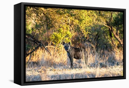 Awesome South Africa Collection - Hyena at Sunset-Philippe Hugonnard-Framed Stretched Canvas