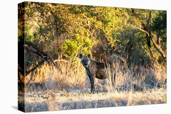 Awesome South Africa Collection - Hyena at Sunset-Philippe Hugonnard-Stretched Canvas