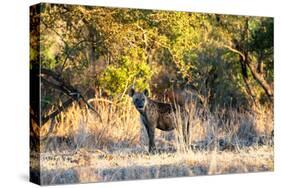 Awesome South Africa Collection - Hyena at Sunset-Philippe Hugonnard-Stretched Canvas