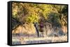 Awesome South Africa Collection - Hyena at Sunset-Philippe Hugonnard-Framed Stretched Canvas