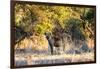 Awesome South Africa Collection - Hyena at Sunset-Philippe Hugonnard-Framed Photographic Print