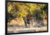 Awesome South Africa Collection - Hyena at Sunset-Philippe Hugonnard-Framed Photographic Print