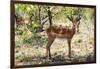 Awesome South Africa Collection - Impala Buck-Philippe Hugonnard-Framed Photographic Print