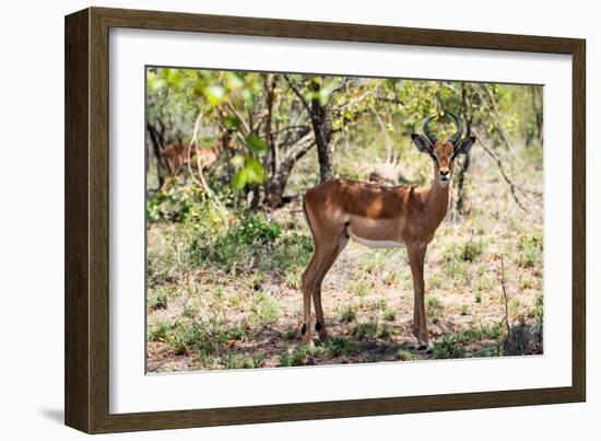 Awesome South Africa Collection - Impala Buck-Philippe Hugonnard-Framed Photographic Print