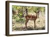 Awesome South Africa Collection - Impala Buck-Philippe Hugonnard-Framed Photographic Print
