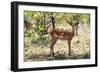 Awesome South Africa Collection - Impala Buck-Philippe Hugonnard-Framed Photographic Print