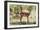 Awesome South Africa Collection - Impala Buck-Philippe Hugonnard-Framed Photographic Print