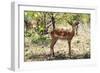 Awesome South Africa Collection - Impala Buck-Philippe Hugonnard-Framed Photographic Print